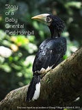 A Baby Hornbill Learns To Fly
