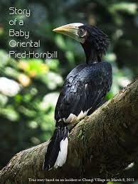 A Baby Hornbill Learns To Fly