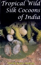 Tropical Wild Silk Cocoons Of India