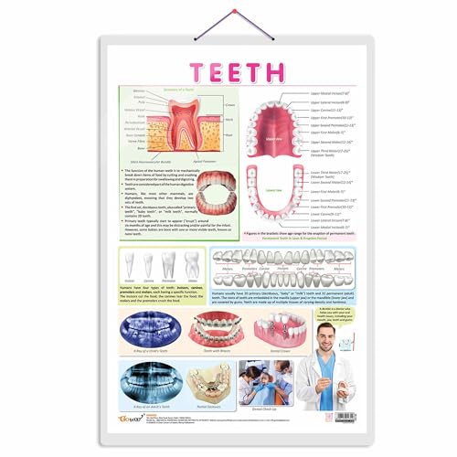 TEETH CHART | Teeth Functions Made Easy: Engaging Learning Chart