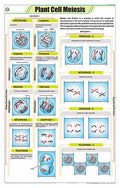 Stb07 | Teachingnest | Plant Cell Meiosis Chart (58X90Cm) | Botany Chart | English | Wall Hanging [Wall Chart]
