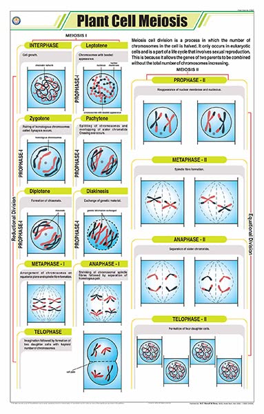 Stb07 | Teachingnest | Plant Cell Meiosis Chart (58X90Cm) | Botany Chart | English | Wall Hanging [Wall Chart]