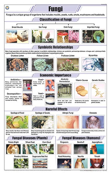 Stb35 | Teachingnest | Fungi Chart (58X90Cm) | Botany Chart | English | Wall Hanging [Wall Chart]