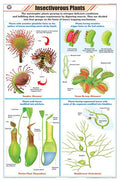 Stb34 | Teachingnest Insectivorous Chart (58X90Cm) | English | Botany Charts [Wall Chart] Botany Charts And Teachingnest