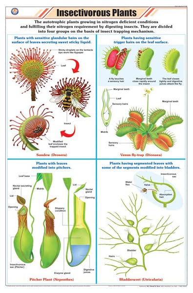 Stb34 | Teachingnest Insectivorous Chart (58X90Cm) | English | Botany Charts [Wall Chart] Botany Charts And Teachingnest