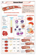 Stz22 | Teachingnest | Human Blood Chart (58X90Cm) | Zoology Chart | English | Wall Hanging [Wall Chart]