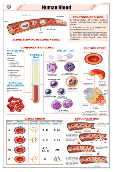 Stz22 | Teachingnest | Human Blood Chart (58X90Cm) | Zoology Chart | English | Wall Hanging [Wall Chart]