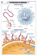 Stz08 | Teachingnest | Fertilization In Animals Chart (58X90Cm) | Zoology Chart | English | Wall Hanging [Wall Chart]