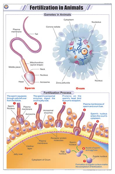 Stz08 | Teachingnest | Fertilization In Animals Chart (58X90Cm) | Zoology Chart | English | Wall Hanging [Wall Chart]