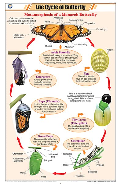 Stz19 | Teachingnest Life Cycle Of Butterfly Chart (58X90Cm) | English | Zoology Charts [Wall Chart] Teachingnest