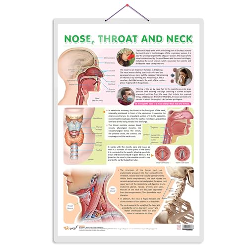 NOSE, THROAT AND NECK CHART | Exploring the Upper Respiratory System: Nose, Throat, and Neck Chart