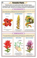 Stb44 | Teachingnest | Parasitic Plants (58X90Cm) | Botany Chart | English | Wall Hanging [Wall Chart]