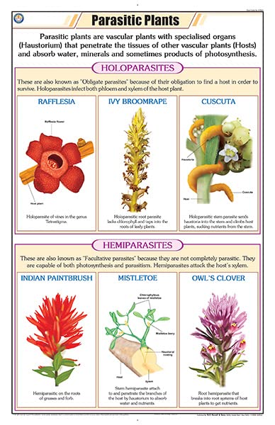 Stb44 | Teachingnest | Parasitic Plants (58X90Cm) | Botany Chart | English | Wall Hanging [Wall Chart]