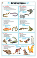 Stz35 | Teachingnest | Vertebrate Classes Chart (58X90Cm) | Zoology Chart | English | Wall Hanging [Wall Chart]