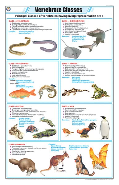 Stz35 | Teachingnest | Vertebrate Classes Chart (58X90Cm) | Zoology Chart | English | Wall Hanging [Wall Chart]