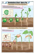 Stb21 | Teachingnest | Germination Of Seed  Bean & Pea Chart (58X90Cm) | Botany Chart | English | Wall Hanging [Wall Chart]