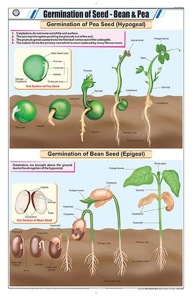 Stb21 | Teachingnest | Germination Of Seed  Bean & Pea Chart (58X90Cm) | Botany Chart | English | Wall Hanging [Wall Chart]
