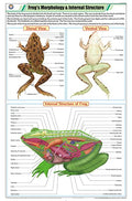 Stz40 | Teachingnest | FrogS Morphology & Internal Structure Chart (58X90Cm) | Zoology Chart | English | Wall Hanging [Wall Ch