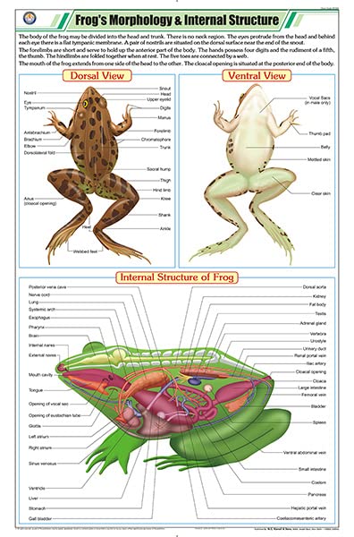 Stz40 | Teachingnest | FrogS Morphology & Internal Structure Chart (58X90Cm) | Zoology Chart | English | Wall Hanging [Wall Ch