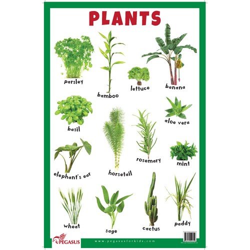 Plants  Thick Laminated Primary Chart