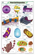 Stb04 | Teachingnest | Plant Cell Organelles Chart (58X90Cm) | Botany Chart | English | Wall Hanging [Wall Chart]