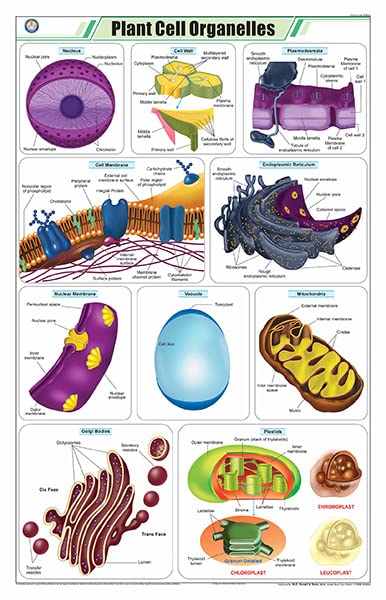 Stb04 | Teachingnest | Plant Cell Organelles Chart (58X90Cm) | Botany Chart | English | Wall Hanging [Wall Chart]