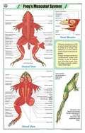 Stz44 | Teachingnest | FrogS Muscular System Chart (58X90Cm) | Zoology Chart | English | Wall Hanging [Wall Chart]