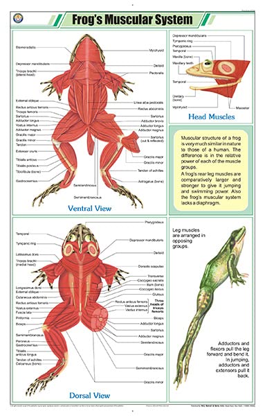 Stz44 | Teachingnest | FrogS Muscular System Chart (58X90Cm) | Zoology Chart | English | Wall Hanging [Wall Chart]