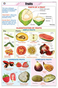Stb19 | Teachingnest Fruits Chart (58X90Cm) | English | Botany Charts [Wall Chart]