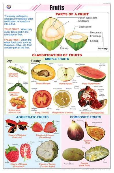 Stb19 | Teachingnest Fruits Chart (58X90Cm) | English | Botany Charts [Wall Chart]