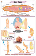 Stz14 | Teachingnest | Liver Fluke Chart (58X90Cm) | Zoology Chart | English | Wall Hanging [Wall Chart] Zoology Charts And Teac