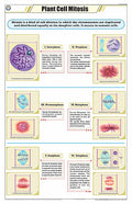 Stb06 | Teachingnest | Plant Cell Mitosis Chart (58X90Cm) | Botany Chart | English | Wall Hanging [Wall Chart]