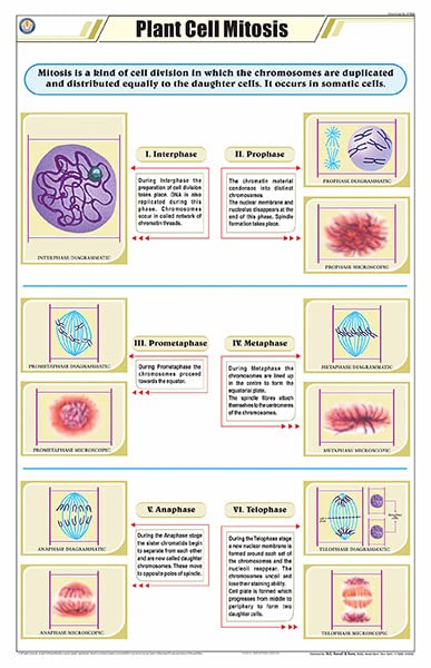 Stb06 | Teachingnest | Plant Cell Mitosis Chart (58X90Cm) | Botany Chart | English | Wall Hanging [Wall Chart]