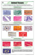 Stz04 | Teachingnest Animal Tissues Chart (58X90Cm) | English | Zoology Charts [Wall Chart]