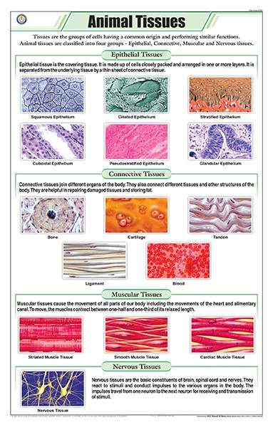 Stz04 | Teachingnest Animal Tissues Chart (58X90Cm) | English | Zoology Charts [Wall Chart]