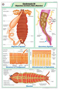 Stz34 | Teachingnest | Cockroach Iii Chart (58X90Cm) | Zoology Chart | English | Wall Hanging [Wall Chart] Zoology Charts And Te