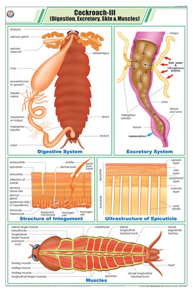 Stz34 | Teachingnest | Cockroach Iii Chart (58X90Cm) | Zoology Chart | English | Wall Hanging [Wall Chart] Zoology Charts And Te