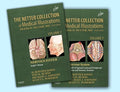 The Netter Collection of Medical Illustrations  Nervous System Package: 2Volume Set: 7 (Netter Green Book Collection)