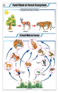 Stg25 | Teachingnest Food Chain In Forest Ecosystem Chart (58X90Cm) | English | General Science Charts [Wall Chart]