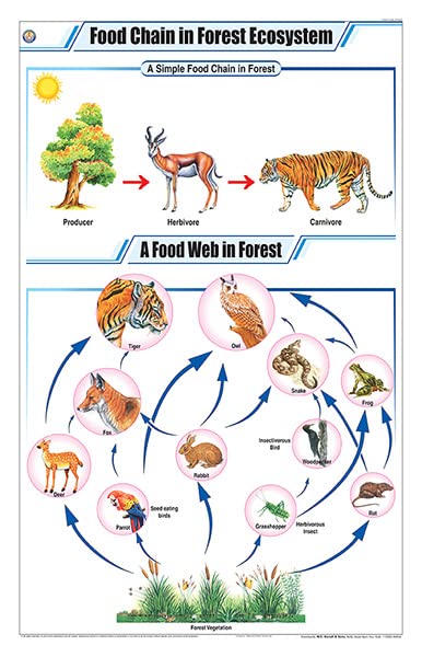 Stg25 | Teachingnest Food Chain In Forest Ecosystem Chart (58X90Cm) | English | General Science Charts [Wall Chart]