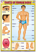 Tcc13 | Teachingnest Parts Of Human Body Chart | Laminated 33X48 Cm (13X19 Inch) | Wall Sticking [Wall Chart] Teachingnest