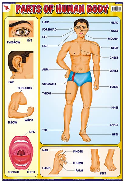 Tcc13 | Teachingnest Parts Of Human Body Chart | Laminated 33X48 Cm (13X19 Inch) | Wall Sticking [Wall Chart] Teachingnest