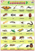 Tcc65 | Teachingnest Insects Chart | Laminated 33X48 Cm (13X19 Inch) | Wall Sticking [Wall Chart] Teachingnest [Wall Chart] Teac