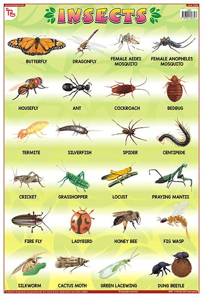 Tcc65 | Teachingnest Insects Chart | Laminated 33X48 Cm (13X19 Inch) | Wall Sticking [Wall Chart] Teachingnest [Wall Chart] Teac