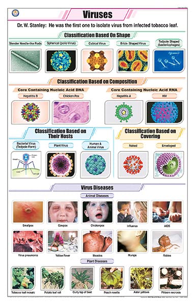 Stb37 | Teachingnest | Viruses Chart (58X90Cm) | Botany Chart | English | Wall Hanging [Wall Chart]