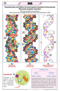 Stg02 | Teachingnest Dna Chart (58X90Cm) | English | General Science Charts [Wall Chart] Teachingnest