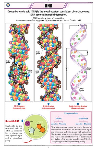 Stg02 | Teachingnest Dna Chart (58X90Cm) | English | General Science Charts [Wall Chart] Teachingnest