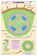 Stb11 | Teachingnest | T.S. Of Dicot Root Chart (58X90Cm) | Botany Chart | English | Wall Hanging [Wall Chart] Botany Charts And