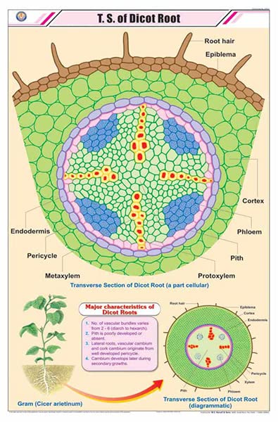 Stb11 | Teachingnest | T.S. Of Dicot Root Chart (58X90Cm) | Botany Chart | English | Wall Hanging [Wall Chart] Botany Charts And