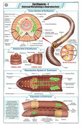 Stz29 | Teachingnest | Earthworm I Chart (58X90Cm) | Zoology Chart | English | Wall Hanging [Wall Chart]